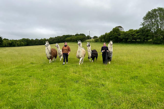 Scarlett Moon and Debbie Duke with their new llamas